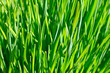 Green grass