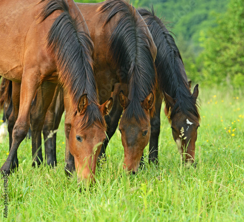 Photo: Horse Horse