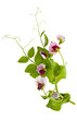 Peas plant