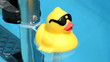 pool tub duck thermometer