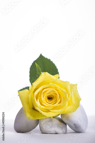Foto: Rose - gelb Rose - gelb