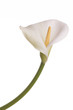 Calla