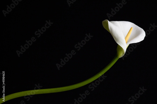 Foto: Calla Calla