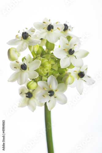 Foto: Ornitogalum Ornitogalum