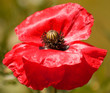 Garden Poppy