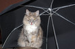 cat under a umbrella
