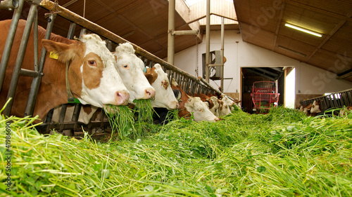 Photo: Kühe mit frischem Gras im Kuhstall Kühe mit frischem Gras im Kuhstall