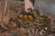 Robins Nest Robins Nest
