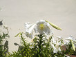 Lilies at the Church of Panagia Episcopi On Santorini Greece