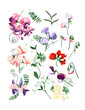 Colorful realistic set of sweet pea flowers and leafs. Colorful realistic set of sweet pea flowers and leafs.