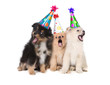Puppies Singing Happy Birthday Wearing Party Hats