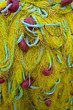 grèce; ioniennes, kefalonia : lixouri, port