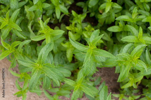 Photo: Mint in a garden Mint in a garden