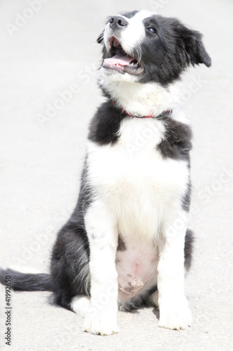 Foto: Border Collie-Welpe Border Collie-Welpe