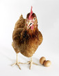 Foto: gallina poniendo huevos,huevos y gallina. gallina poniendo huevos,huevos y gallina.