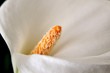 Calla