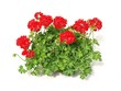 Red geranium