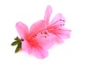 サツキの花