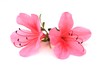 サツキの花
