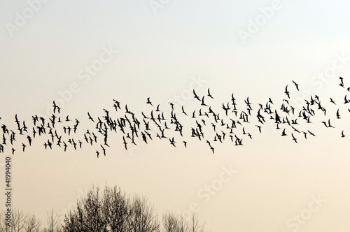 Photo: Flock of birds migrating south Flock of birds migrating south