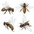 Set of bee, isolated on white