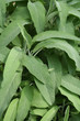 pianta si salvia pianta si salvia