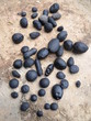 tektites