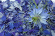 Foto: nigelles de damas nigelles de damas
