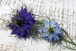 Foto: nigelle de damas nigelle de damas