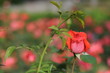 Beautiful Rose
