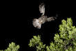 Allocco in volo,tawny owl,strix aluco