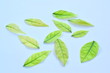 Green Leaves