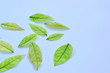 Green Leaves