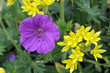 Sommerblumen_8379