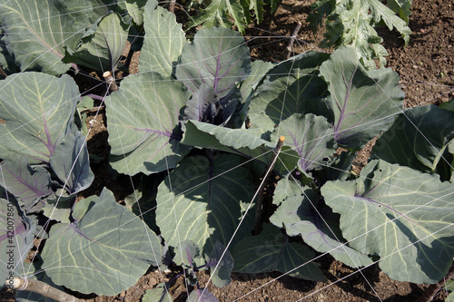 Photo: vegetables vegetables