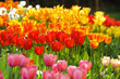 Tulpe