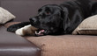 labrador frisst knochen auf der couch