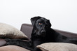labrador auf der couch 2