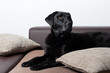 labrador auf der couch