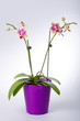 Orchid with rose-yellow blossom