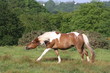 Cabriole pour un pinto