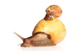 Photo: Yellow Snails crawling Yellow Snails crawling