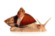 Photo: African snails Achatina fulica crawling African snails Achatina fulica crawling