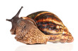 Photo: Giant African snail crawling Giant African snail crawling