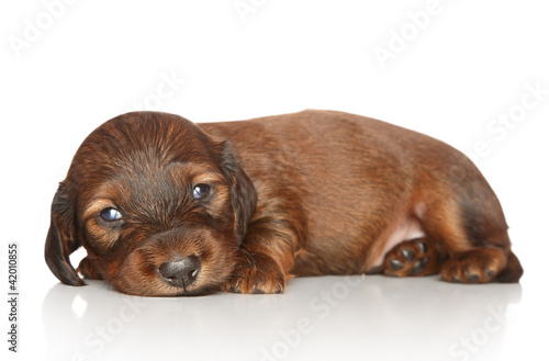 Photo: Dachshund puppy on white background Dachshund puppy on white background