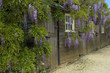 Wisteria at Hidcote Manor Garden, England