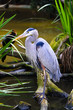 Blue Heron