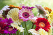 Flores