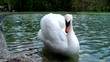 Swan on the river