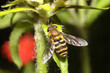 Dronefly